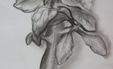  Szkic rośliny, węgiel ,</br> autor: <b> Anna Wolnik, 11 lat,